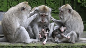 Video 1920x1080 Monkey family at sacred monkey forest. Ubud, Bali, Indonesia