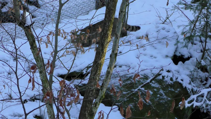 4K footage of a Wildcat (Felis silvestris) in the Bayerische Wald National Park in Bavaria, Germany. The wildcat is a small cat found throughout most of Africa, Europe, and southwest and central Asia.