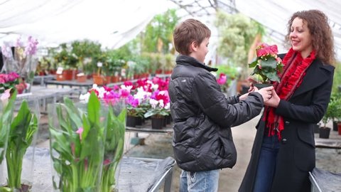 Boy gives mother a flower pot with blooming begonia in the greenhouse