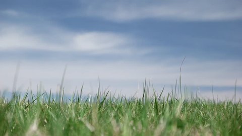 Time-Lapse Grass with Blue Sky