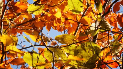 Colorful leaves on the tree, autumn season.