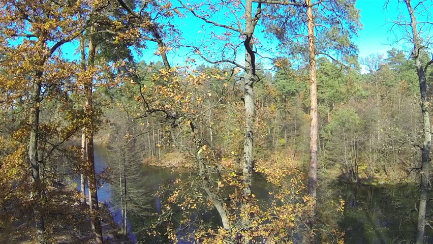 Up over  autumn  wood with dry trees and river  . Aerial  shot