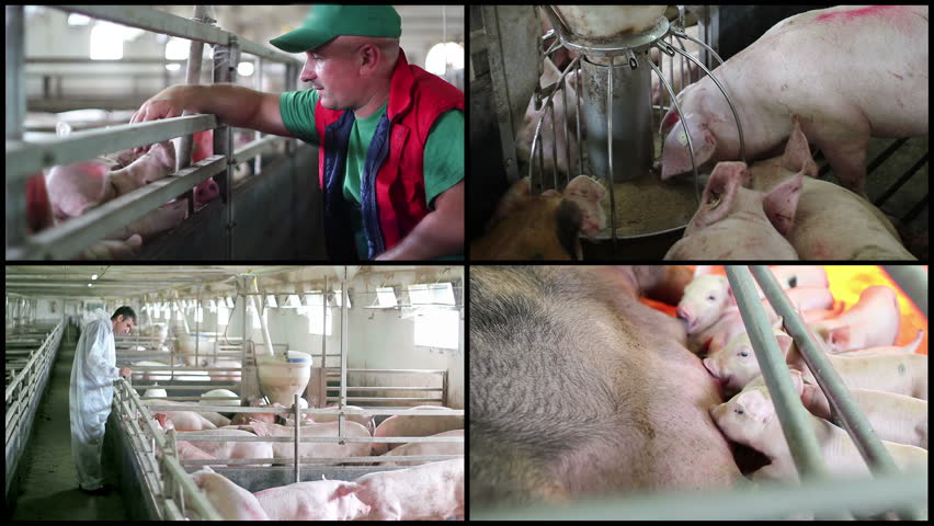 Piggery worker is examining a pig stock. Pig farmer checking pigs at ...