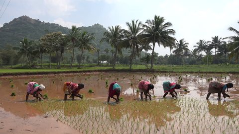 TAMIL NADU, INDIA - 23 NOVEMBER 2014: A group of women plant rice bundles in a paddy field in South India.