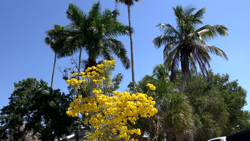 Everglades City Florida colorful trees.