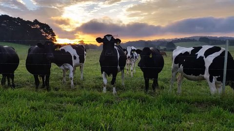Clip of Holstein Friesians often shortened as Friesians, dairy cattle cows used to produce milk and other dairy products on a lush green farm during a spectacular sunset