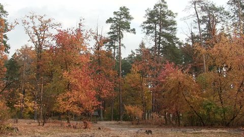 Forest autumn landscape.  PAL