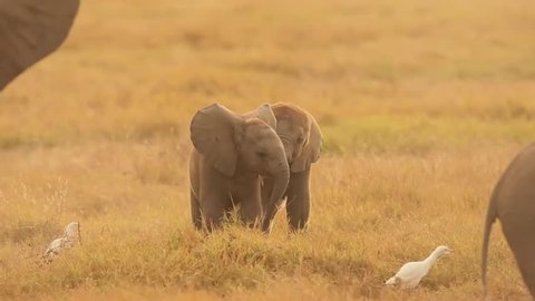 Wild baby elephant playing 