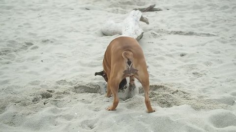 Boxer dog digging a hole in the sand.