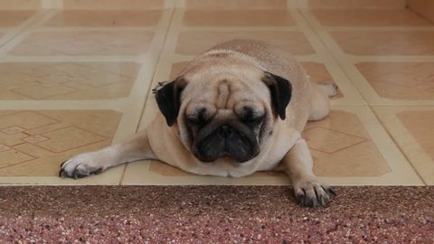 A cute pug on the floor