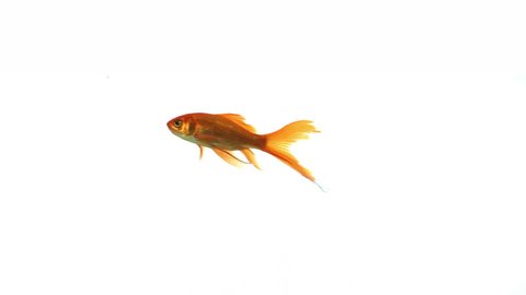 Goldfish swimming from right to left and left to right on white background