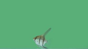 Pterophyllum aka angelfish on green screen