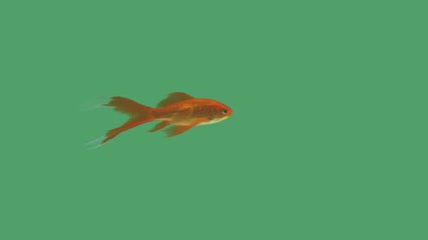 Elegant goldfish swimming on green screen