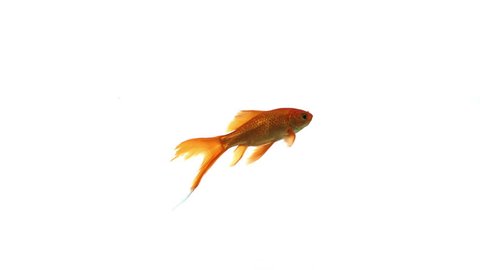 Goldfish swimming slowly from left to right and fast from right to left on white background