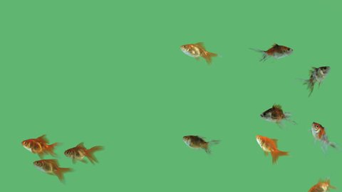 Flock of fishes swimming free on green screen