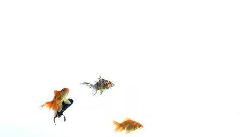 Assorted colorful fishes swimming free on white background