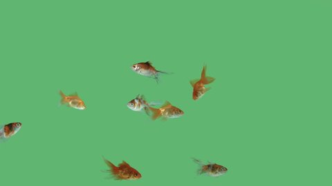 Lots of gold fishes swimming carefree on green screen