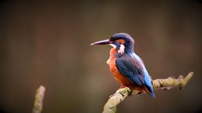 Common Kingfisher (Alcedo atthis), also known as the Eurasian Kingfisher or River Kingfisher sitting on a branch and looking around.