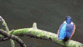 Common Kingfisher (Alcedo atthis), also known as the Eurasian Kingfisher or River Kingfisher sitting on a branch and looking around.