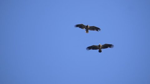 Mating ritual of Bald Eagles in flight. Slow motion HD 1080p. Captured at 96 fps.
