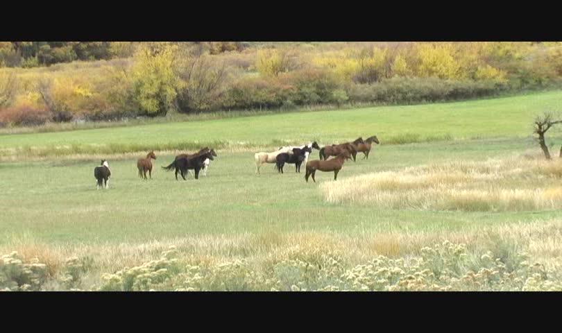 Horses Grazing 