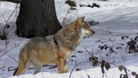 4K footage of a Gray (or Grey) Wolf (Canis lupus) in the Bayerischer Wald National Park in Bavaria, Germany. 