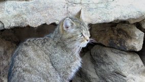 4K footage of a Wildcat (Felis silvestris) in the Bayerische Wald National Park in Bavaria, Germany. The wildcat is a small cat found throughout most of Africa, Europe, and southwest and central Asia.
