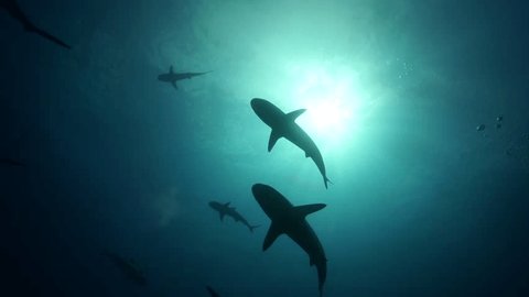 Grey reef sharks in backlight
