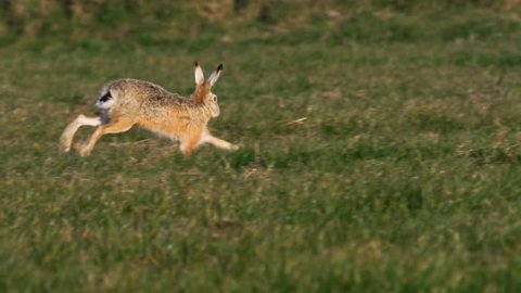 european hare in springtime