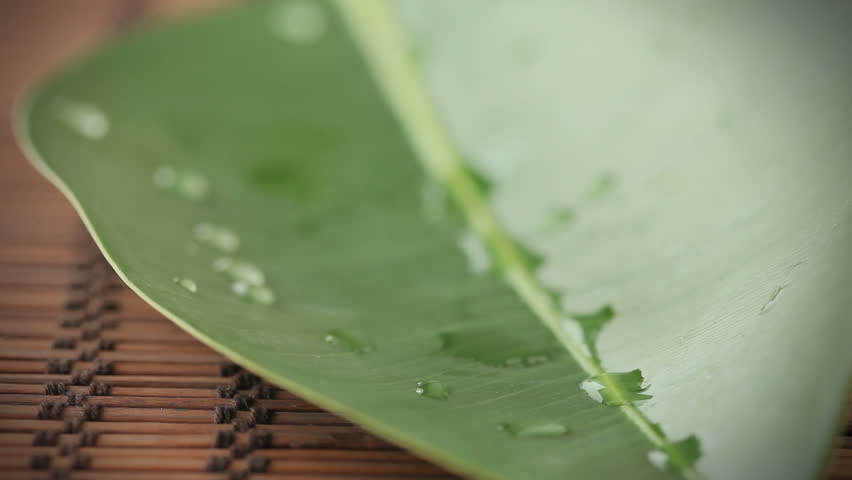 placing spa stones on green leaf