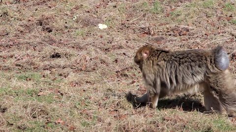 Monkey Eating & Walking - Barbary Macaques of Algeria & Morocco 

Woodland, gardens & meadows freedom. Animal magic

Location: Trentham, Staffordshire, UK

Source: Canon 5D Mkiii

Date: 21 Mar 2015