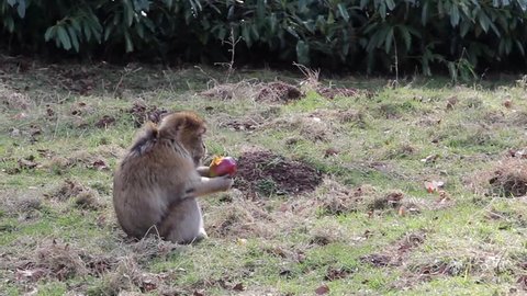 Monkey Eating Apple Fruit - Barbary Macaques of Algeria & Morocco 

Woodland, gardens & meadows freedom. Animal magic

Location: Trentham, Staffordshire, UK

Source: Canon 5D Mkiii

Date: 21 Mar 2015