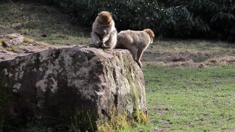 Two Monkeys on a Rock - Barbary Macaques of Algeria & Morocco

Woodland, gardens & meadows freedom. Animal magic

Location: Trentham, Staffordshire, UK

Source: Canon 5D Mkiii

Date: 21 Mar 2015
