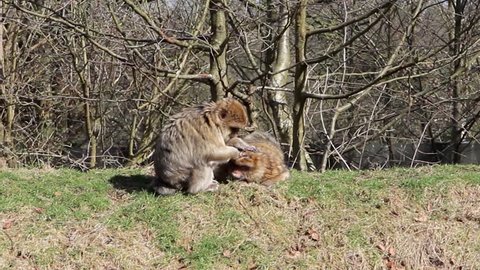 Monkey grooming another on grassy bank - Barbary Macaques of Algeria & Morocco 
Woodland gardens & meadows freedom.

Location: Trentham, Staffordshire, UK

Source: Canon 5D Mkiii

Date: 21 Mar 2015