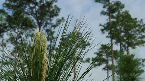 Timelapse of  Longleaf pine bud in early spring with mature trees in background.  Large conservation efforts are underway in the SE United states to re-establish Longleaf pine in its natural range.