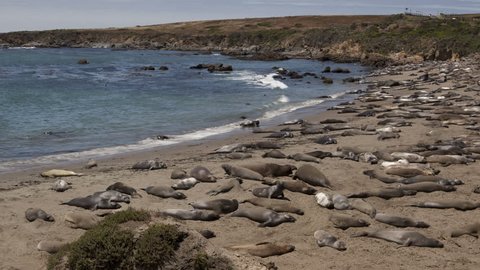 4K Time lapse zoom out of a huge colony of elephant seals, Mirounga angustirostris, in California, Big Sur Coast