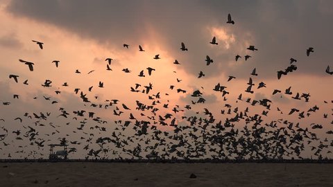 A massive flock of pigeons take off at sunrise, at the beach in Chennai, India.
