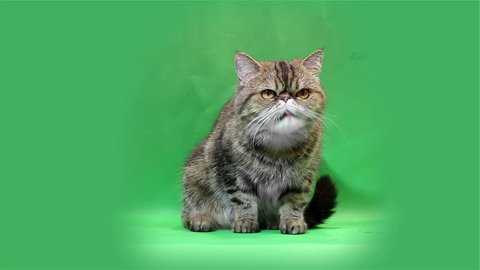 funny exotic cat washes and licks on a green background