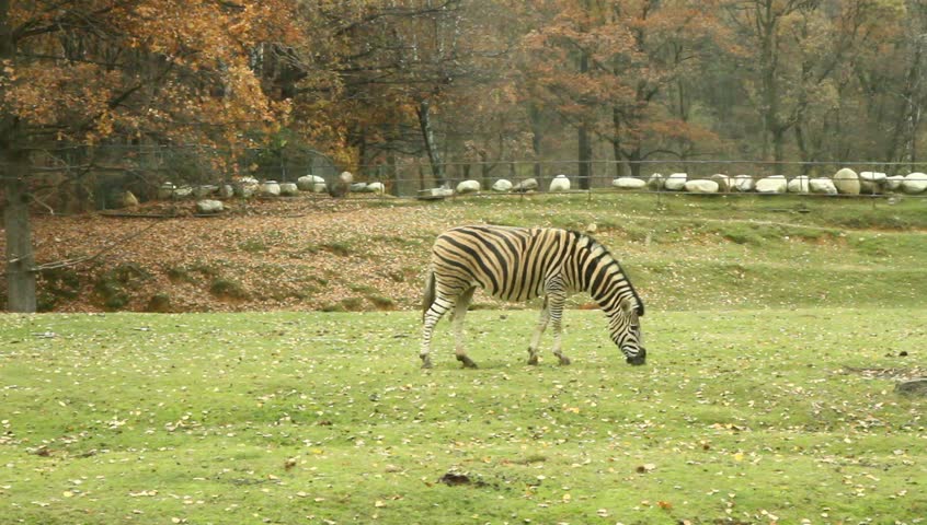 zebra