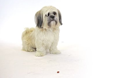 Apricot shih tzu cross jack russell dog on a white background
