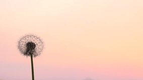 Sowing the seeds of a dandelion on a background of a sunset. Slow motion 240 fps. High speed camera shot. Full HD 1080p. 