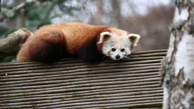 A Red Panda resting on a wooden bridge.
