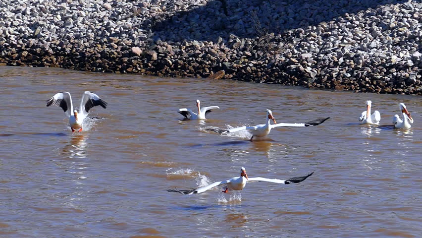 White Pelicans taking flight over turbulent muddy waters, slow motion.
