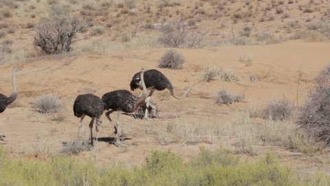 running Ostrich, Struthio camelus, in Etosha Park, Oshana Namibia, South Africa