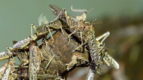 Lots of grasshoppers flocked in a wooden log. The grasshoppers are getting something from the log