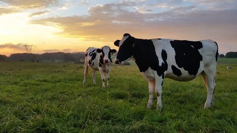 Dairy cattle cow farming sunset / sunrise. Holstein Friesians often shortened as Friesians, dairy cattle cows used to produce milk on a lush green farm during a spectacular sunset
