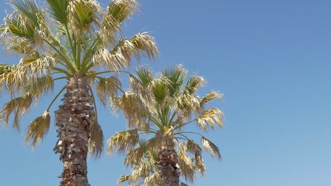 Looking up to palm trees blowing in light wind, in the sun, against clear blue sky. Hand held, shot Antibes, Cote d'Azur, France. 4k UHDTV