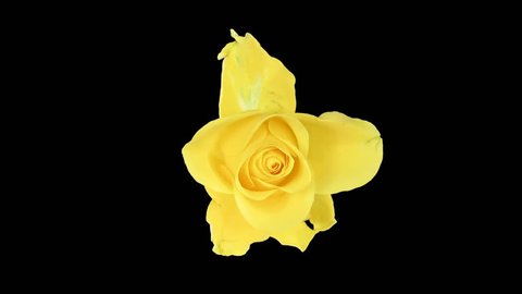 Time-lapse of opening yellow "April" rose 1x2 in PNG+ format with ALPHA transparency channel isolated on black background, top view
