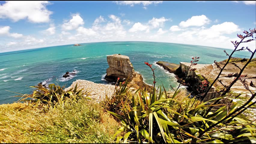 Muriwai gannet colony, New Zealand