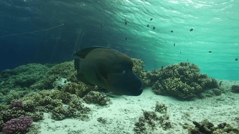 Napoleon Wrasse, close in shallow water